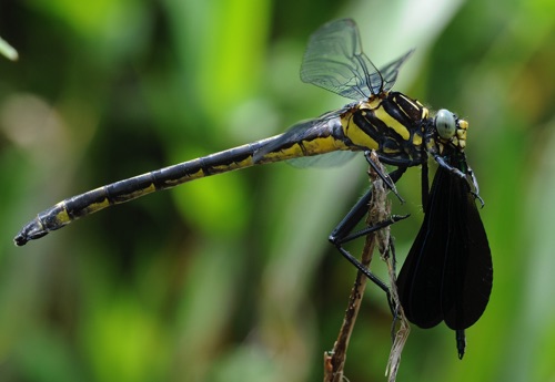 Female with prey (Calopteryx maculata)
2009_06_13_Rabun